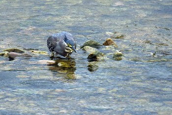 Striated Heron Unknown Spots Wed, 8/15/2018