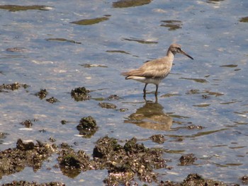 2023年7月23日(日) 谷津干潟の野鳥観察記録