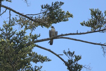 Peregrine Falcon Aobayama Park Thu, 7/13/2023