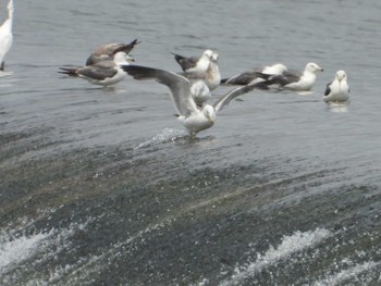 Black-tailed Gull 岡山高梁川河口 Sun, 7/23/2023