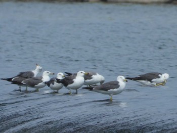 Black-tailed Gull 岡山高梁川河口 Sun, 7/23/2023