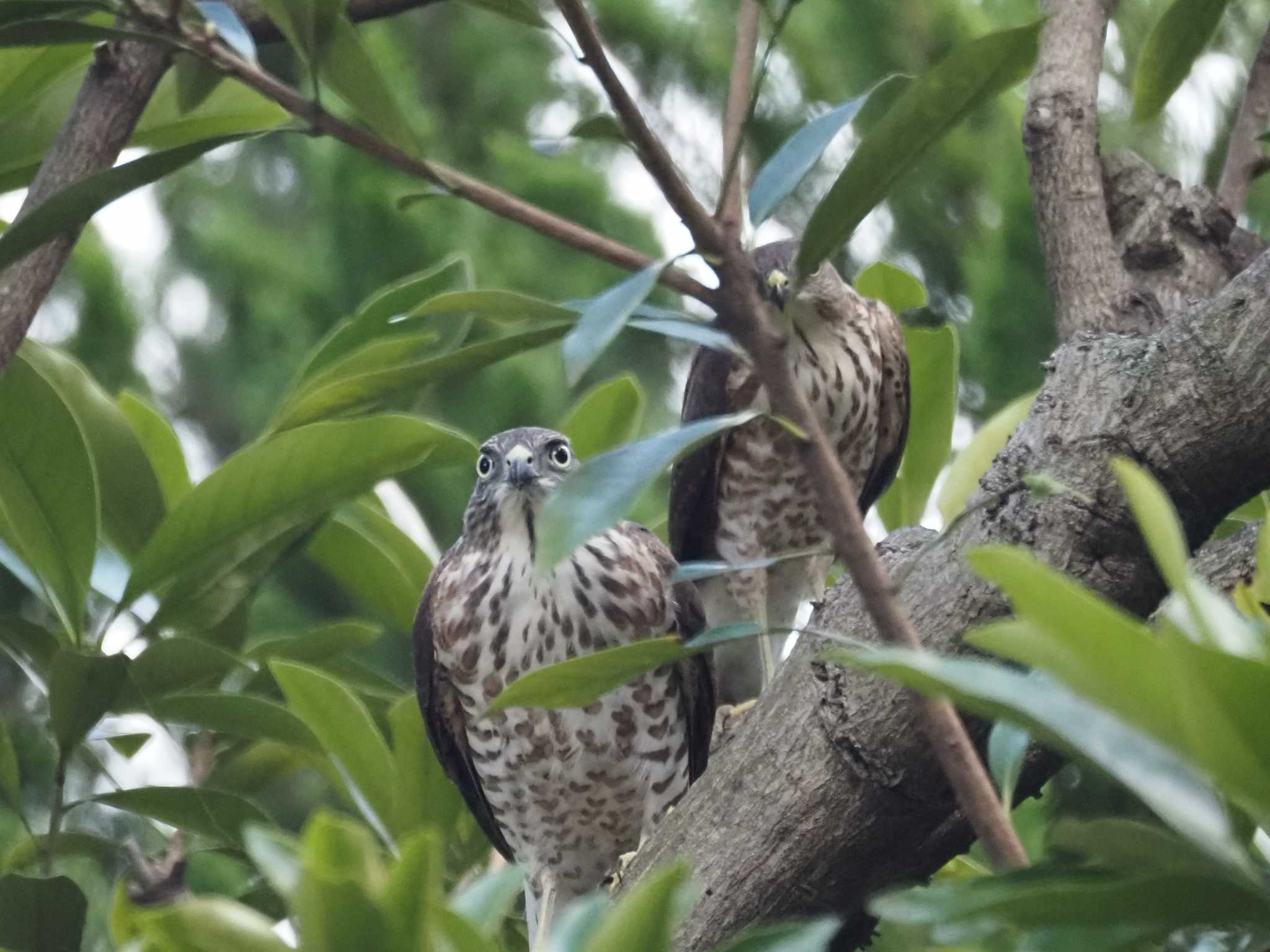 Photo of Japanese Sparrowhawk at 東京都 by とみた