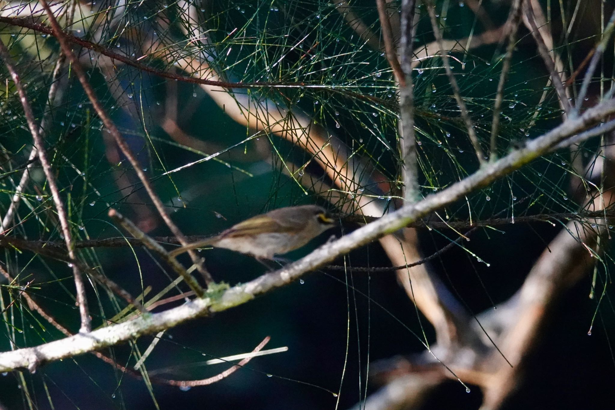 Yellow-faced Honeyeater