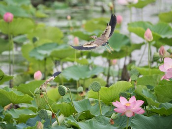 Yellow Bittern 館林 Sun, 7/9/2023