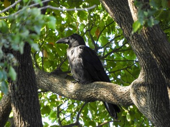 ハシブトガラス 東京港野鳥公園 2023年7月23日(日)