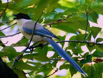 2023年7月24日(月) 浜町公園の野鳥観察記録