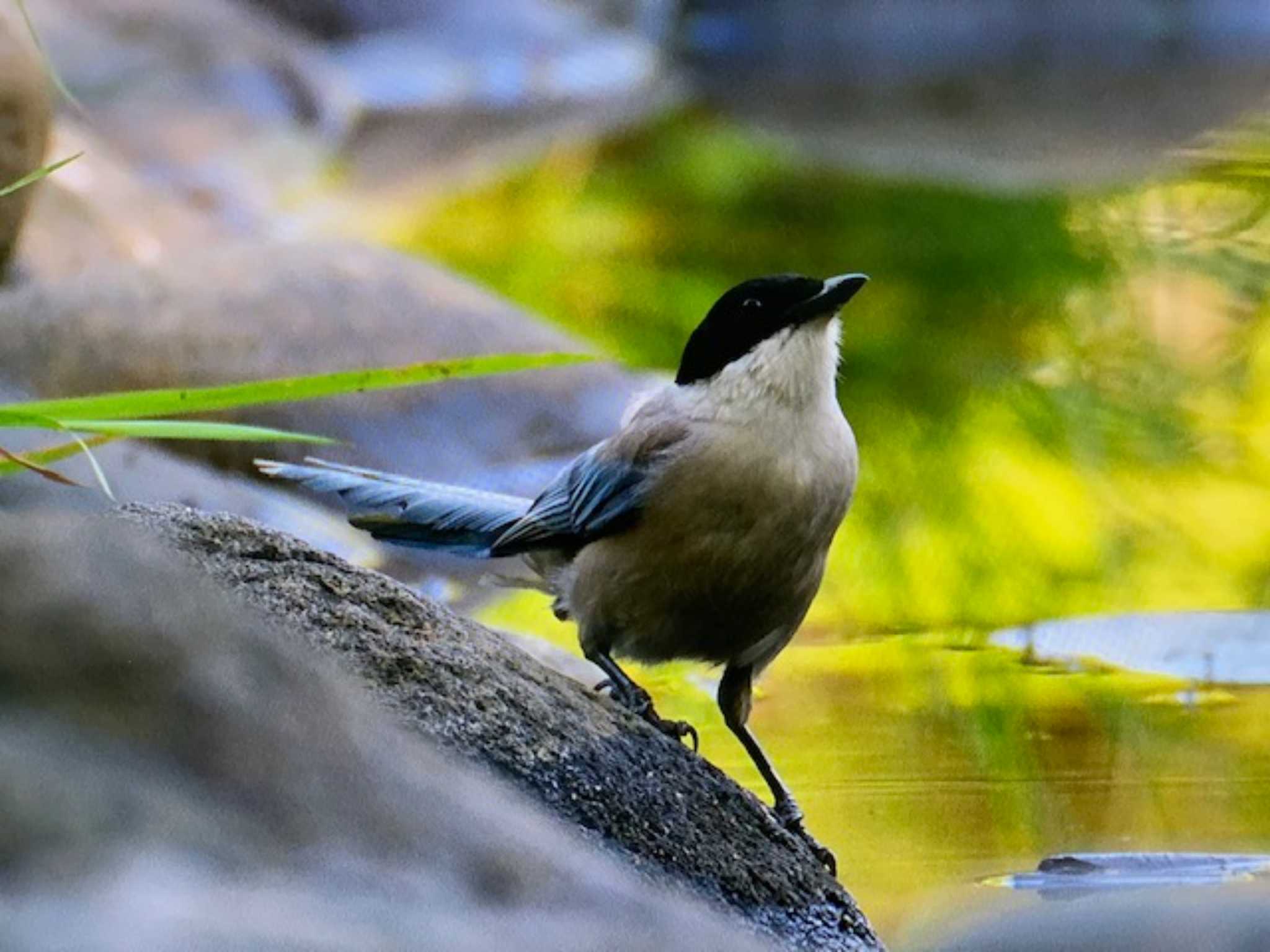 浜町公園 オナガの写真