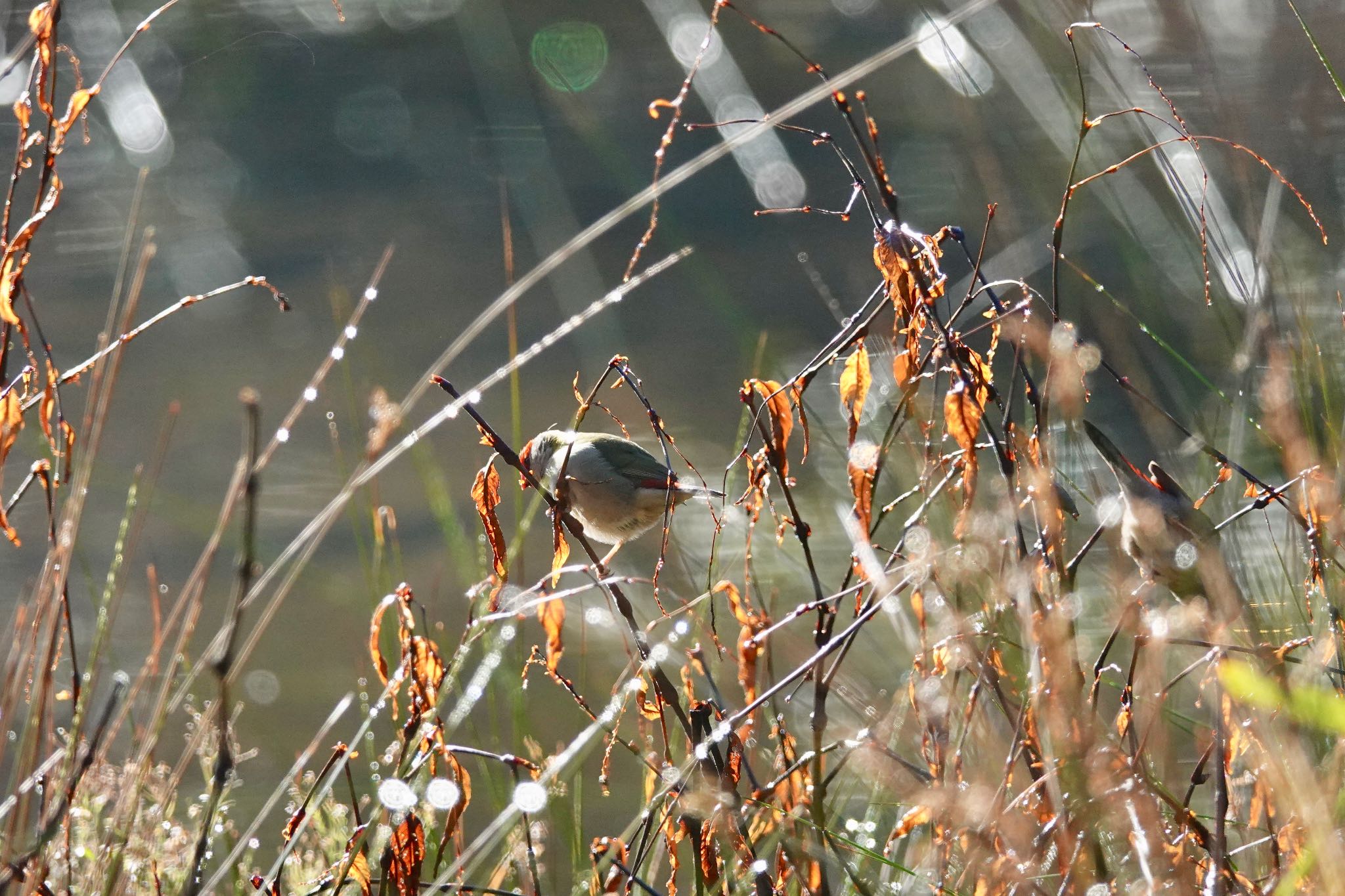 Red-browed Finch