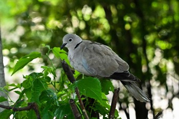Eurasian Collared Dove 埼玉県 Fri, 7/7/2023