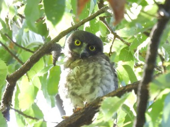 2023年7月24日(月) 京都御苑の野鳥観察記録