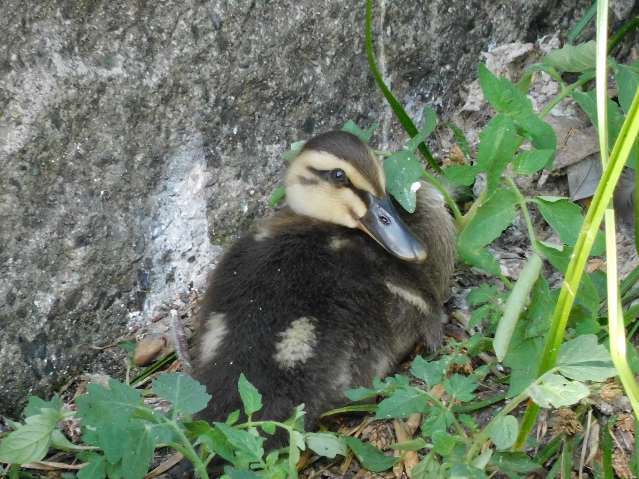 妙正寺川 カルガモの写真