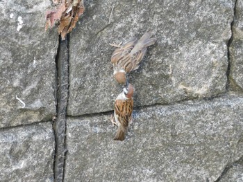 2023年7月24日(月) 妙正寺川の野鳥観察記録