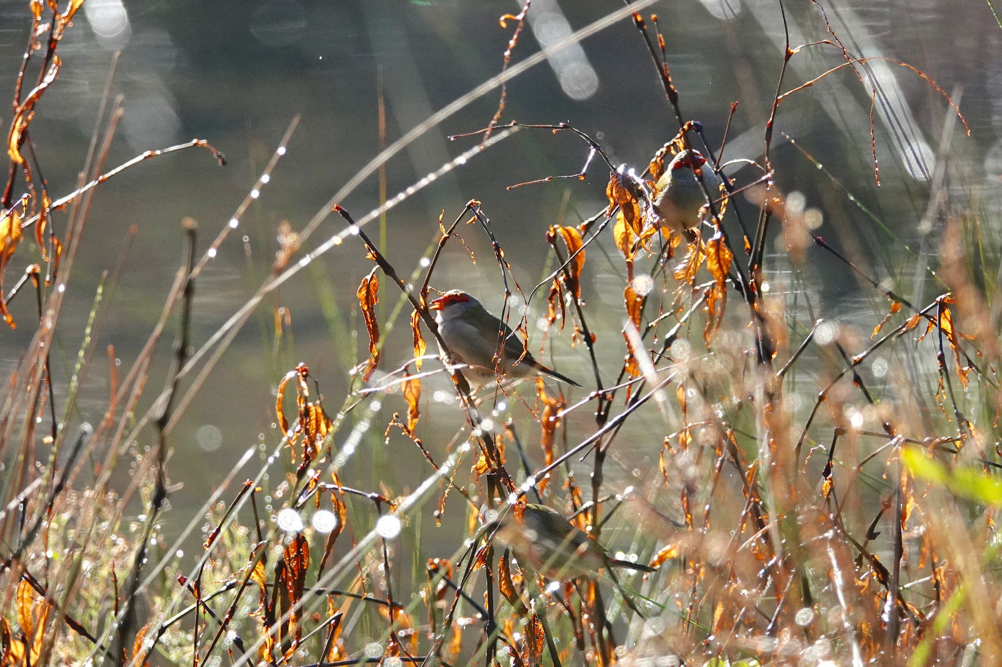 Photo of Red-browed Finch at シドニー by のどか