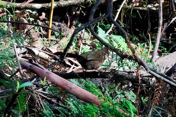 Eastern Whipbird シドニー Fri, 6/29/2018