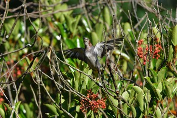 2023年7月24日(月) 長浜公園の野鳥観察記録