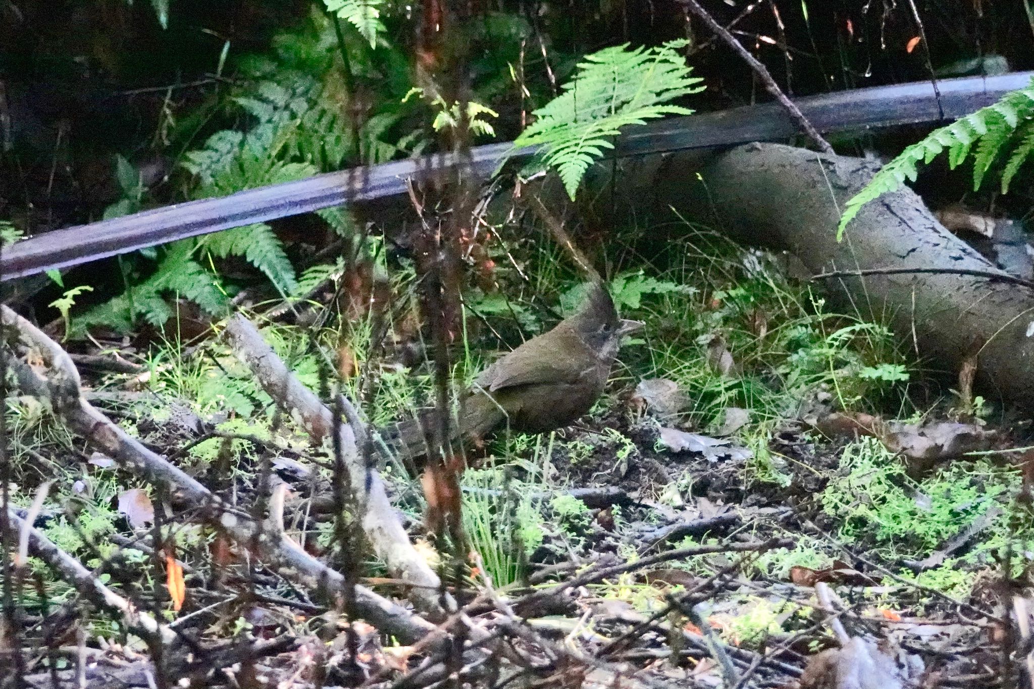 Eastern Whipbird