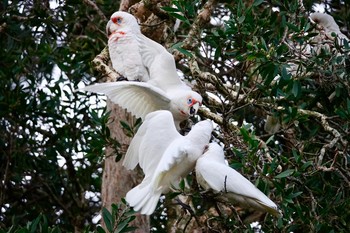 Long-billed Corella シドニー Fri, 6/29/2018