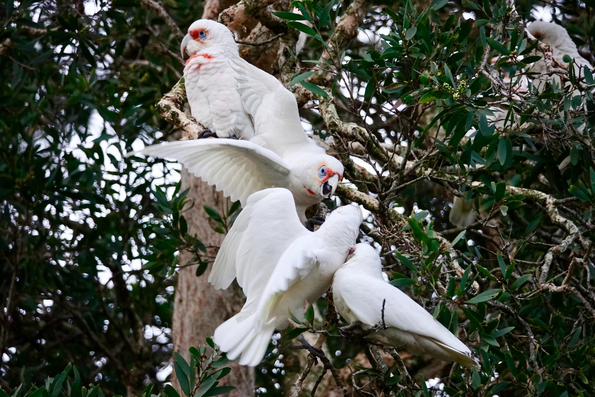 Long-billed Corella