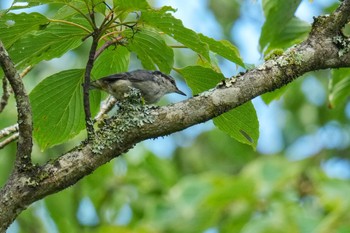 ゴジュウカラ 西臼塚 2023年7月22日(土)