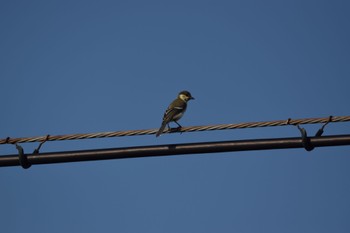 Japanese Tit 名古屋平和公園 Sun, 7/16/2023