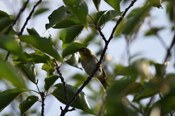 Warbling White-eye 名古屋平和公園 Sun, 7/16/2023