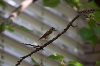 Narcissus Flycatcher 名古屋平和公園 Sun, 7/16/2023