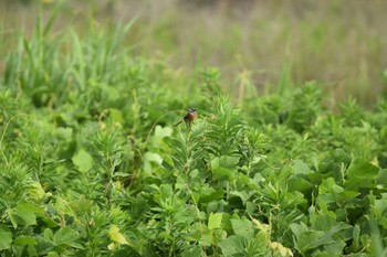 Meadow Bunting 庄内川 Sat, 7/8/2023