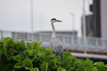 Grey Heron 庄内川 Sat, 7/8/2023