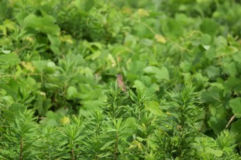 Meadow Bunting 庄内川 Sat, 7/8/2023