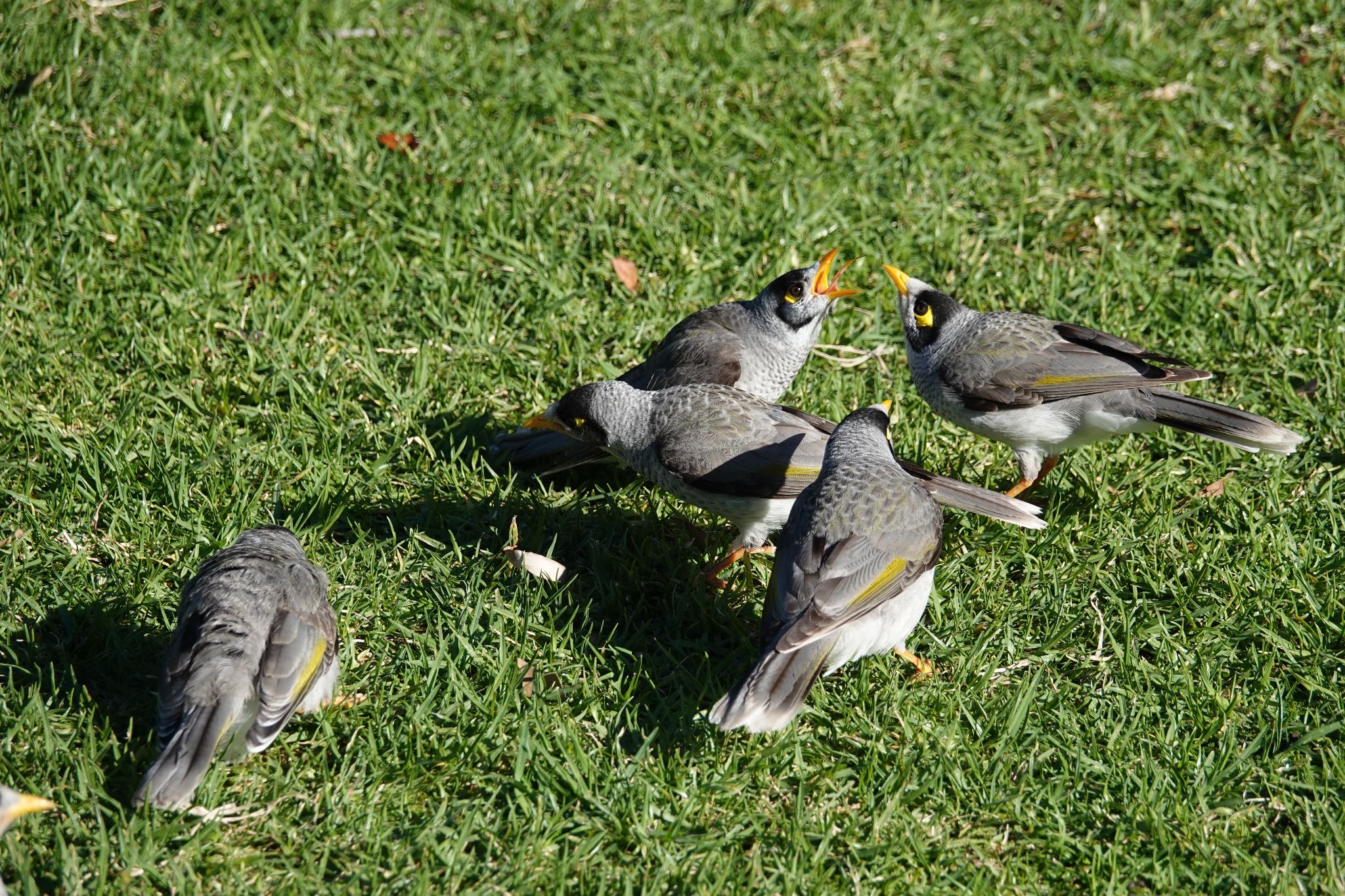 Photo of Noisy Miner at シドニー by のどか