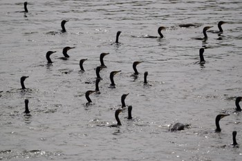 Great Cormorant 庄内川 Sun, 6/25/2023