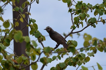 Brown-eared Bulbul 庄内緑地公園 Sun, 6/25/2023