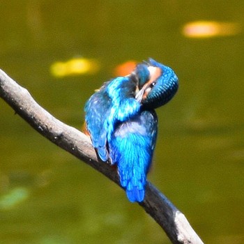 カワセミ 葛西臨海公園 2023年7月24日(月)