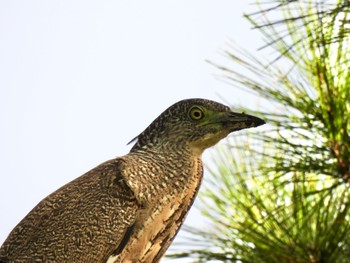 Malayan Night Heron Ishigaki Island Fri, 7/21/2023