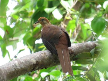 Amboyna Cuckoo-Dove インドネシア　ハルマヘラ島 Thu, 7/27/2017