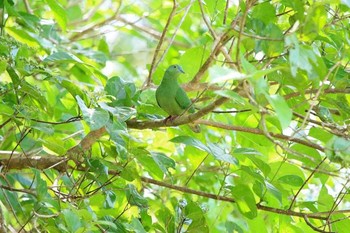 Blue-capped Fruit Dove インドネシア　ハルマヘラ島 Fri, 7/28/2017