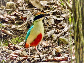 ヤイロチョウ ささやまの森公園(篠山の森公園) 2023年7月24日(月)