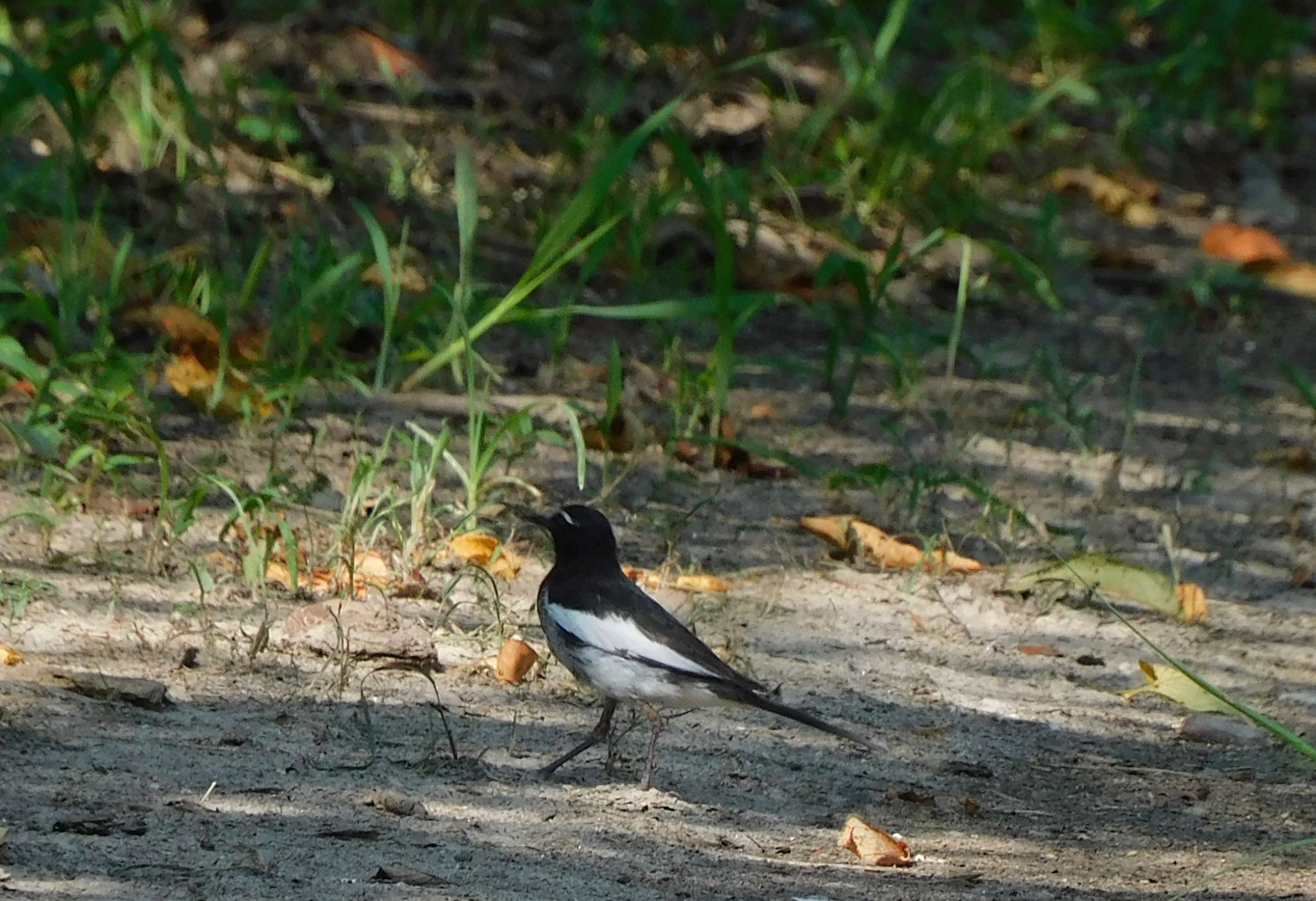 Photo of Japanese Wagtail at 天龍村 by noel