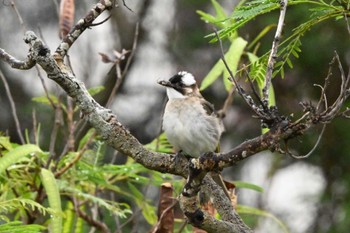 Light-vented Bulbul 与根の三角池 Thu, 6/15/2023