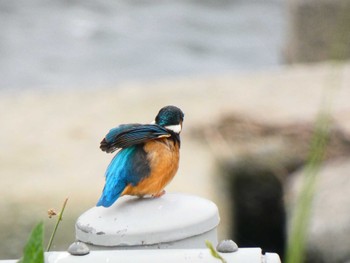 Common Kingfisher 多摩川二ヶ領上河原堰 Sat, 9/3/2022