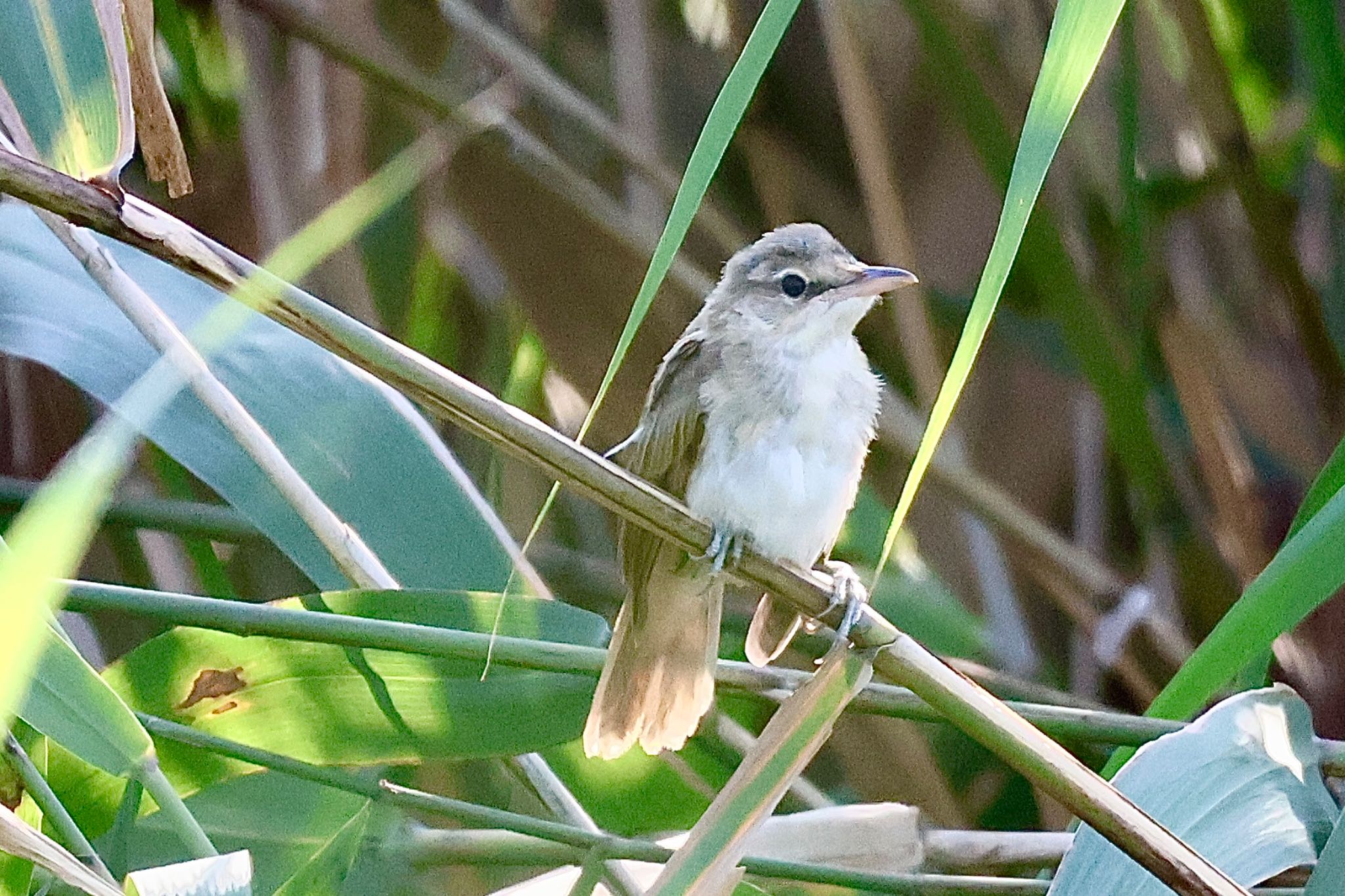 オオヨシキリ