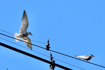 2023年7月23日(日) 伊佐沼の野鳥観察記録