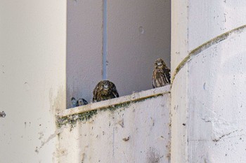 Common Kestrel 柏尾川 Mon, 7/24/2023