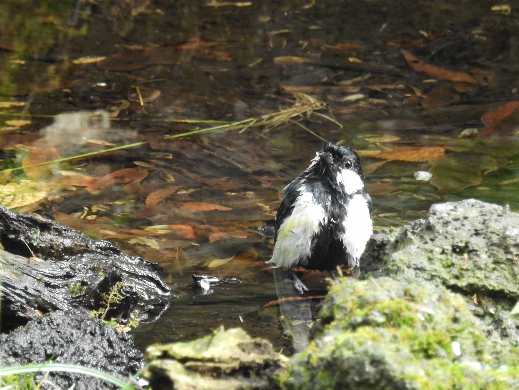 西湖野鳥の森公園 シジュウカラの写真 by ウタさんぽ