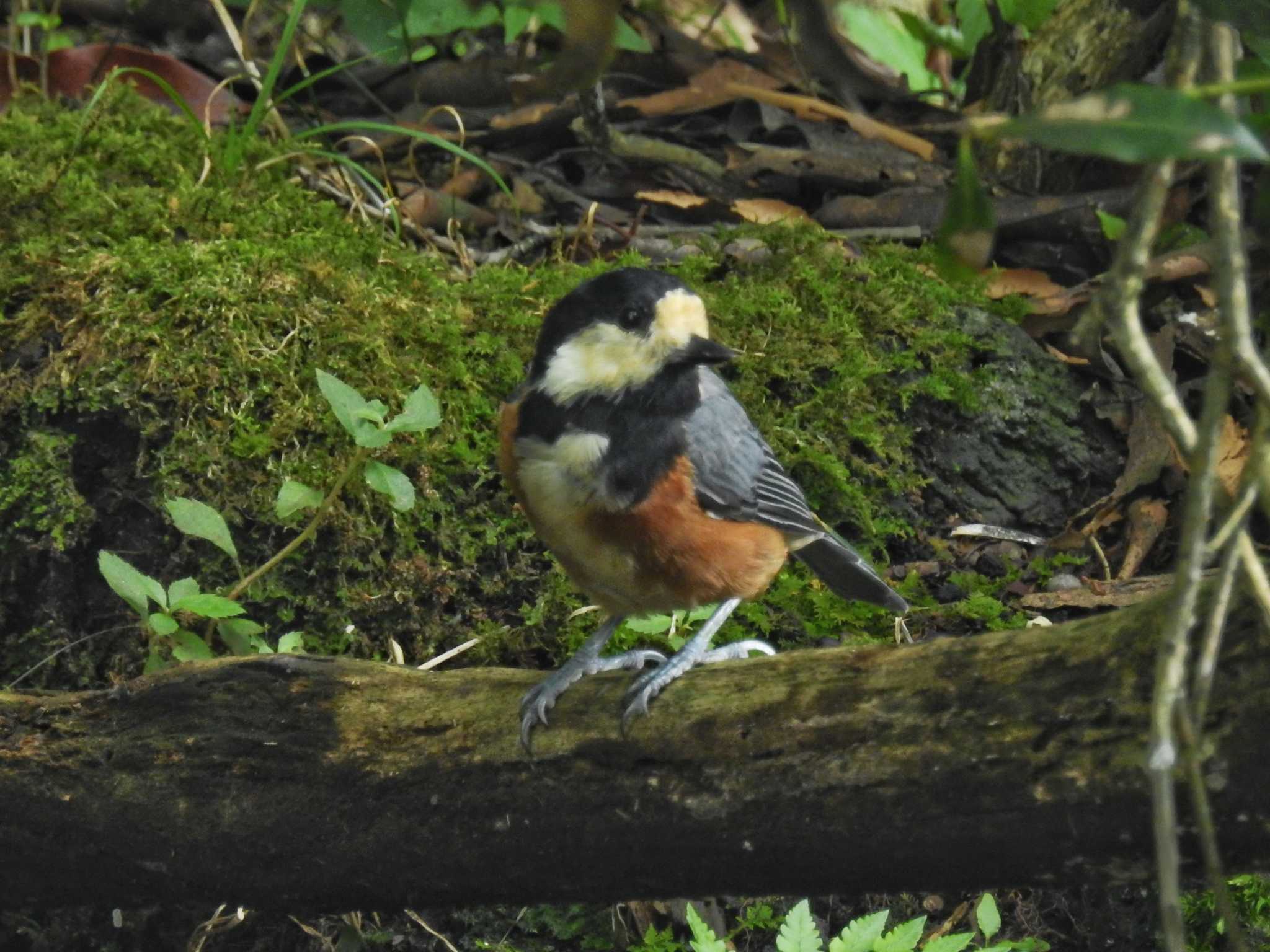 西湖野鳥の森公園 ヤマガラの写真 by ウタさんぽ