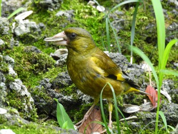 カワラヒワ 西湖野鳥の森公園 2023年7月23日(日)