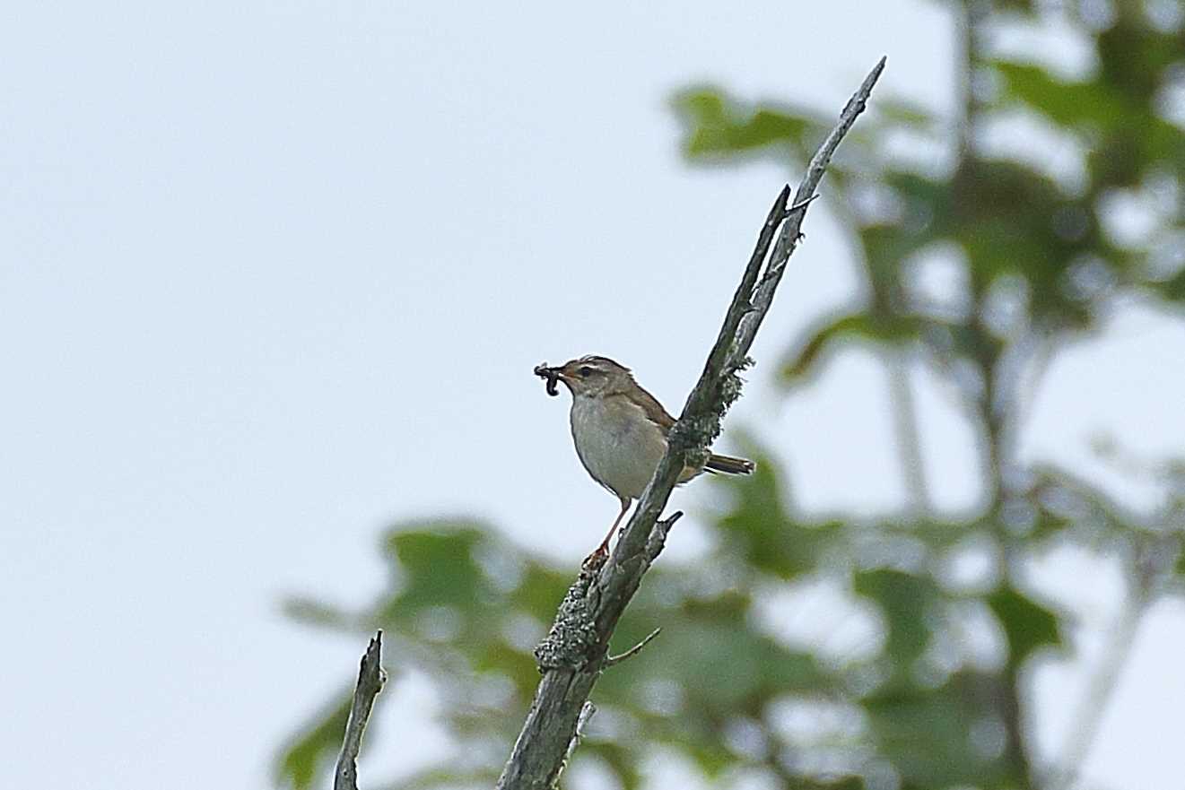 Photo of Middendorff's Grasshopper Warbler at 北海道 by じん