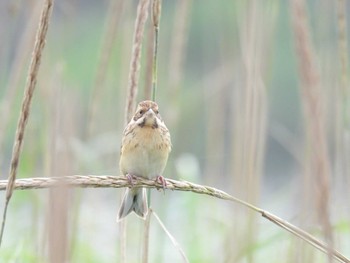 Common Reed Bunting 湧洞沼(豊頃町) Sun, 7/16/2023