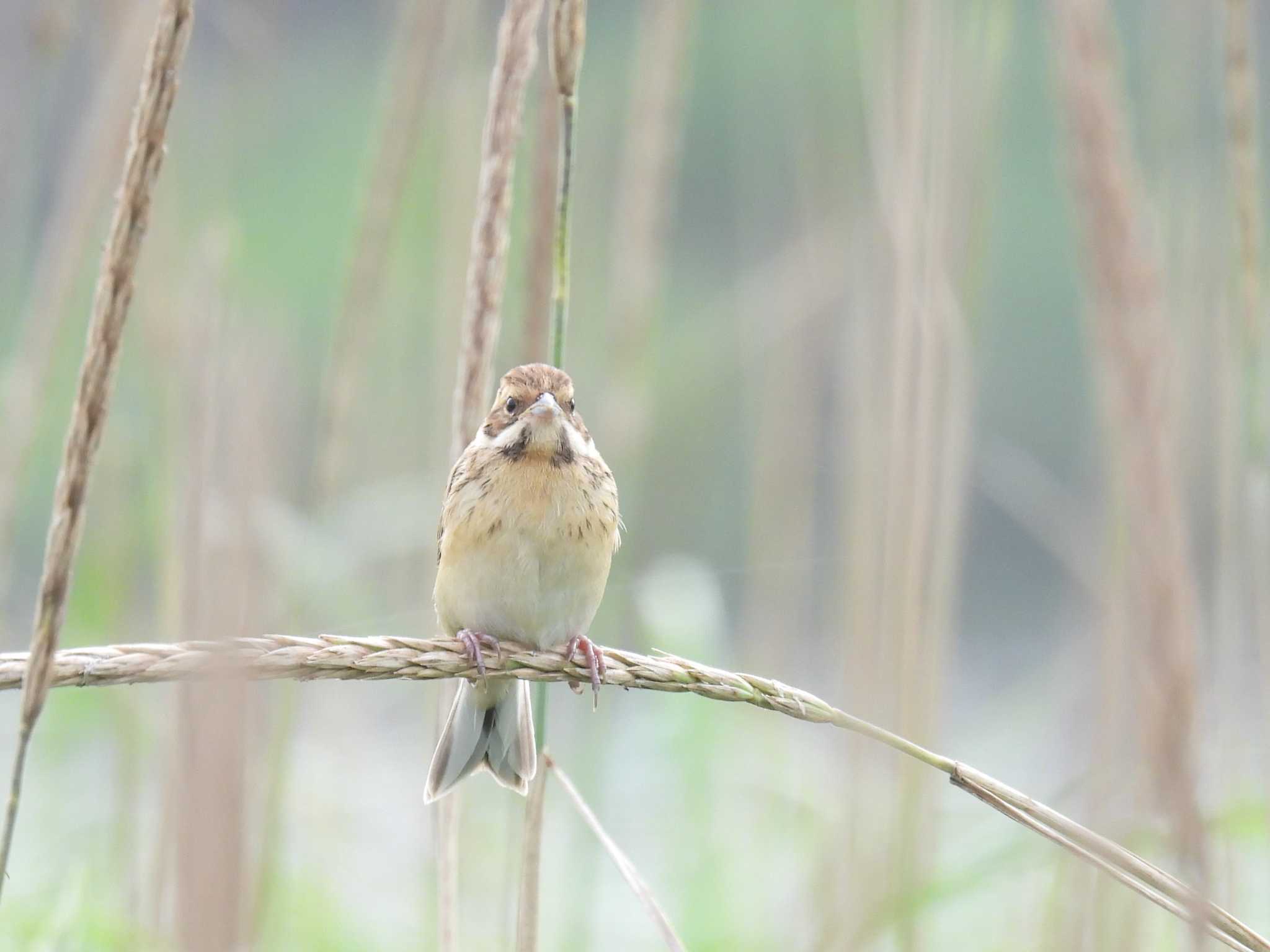 Common Reed Bunting