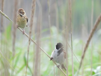 Common Reed Bunting 湧洞沼(豊頃町) Sun, 7/16/2023